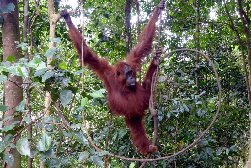 Adventures in Indonesia: See orangutans in the wild at Bukit Lawang, Sumatra