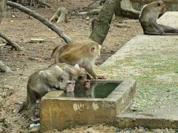 Can Gio Island, Vietnam - Monkey Island
