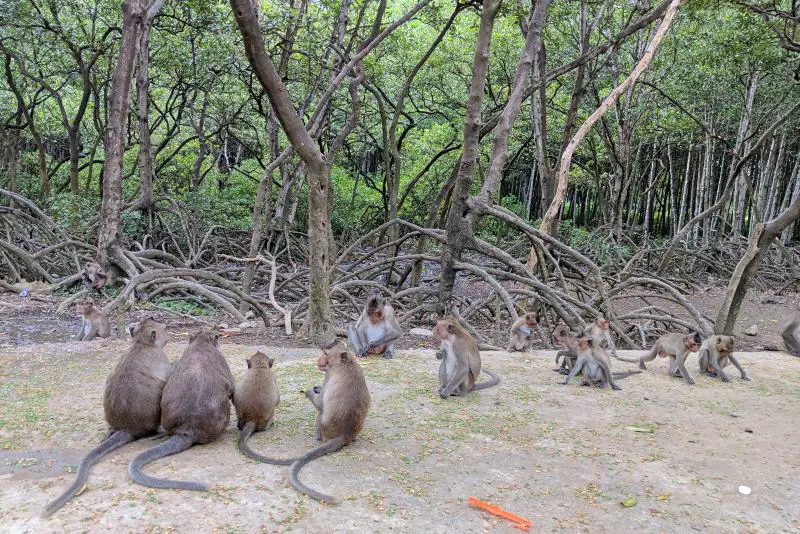 Can Gio Island, Vietnam: Group of Monkeys on Monkey Island