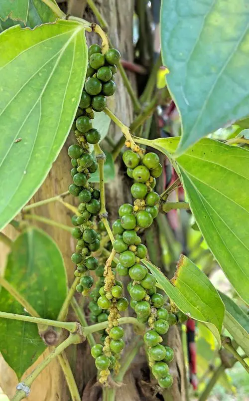 Fresh Phu Quoc green peppers on the pepper tree