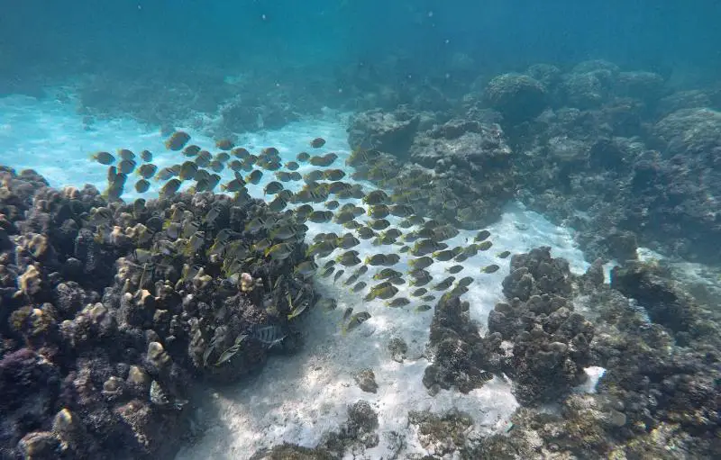 Snorkeling near Gam Ghi Island in Phu Quoc, Vietnam with John's Tours. Saw fish and lots of corals.