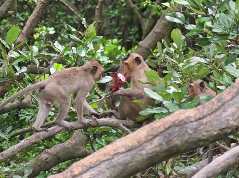 Visit Can Gio Monkey Island on a day trip from Ho Chi Minh City, Vietnam. The monkeys will take everything from you from hats, sunglasses, phone, etc.