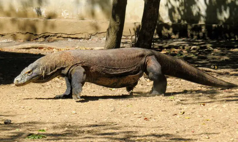 Komodo dragons are a must-see when you visit the Komodo National Park. You can see these huge carnivorous lizards when you visit either Rinca or Komodo Islands. It's one of the World Heritage sites to visit in Indonesia.