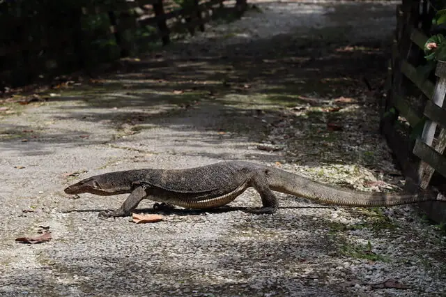 Monitor lizard walking in the Sungei Buloh Wetland Reserve, Singapore