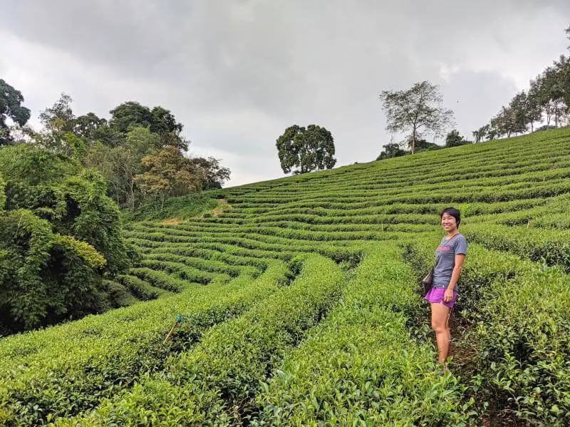 Jackie standing in the middle of a tea plantation in Bao Loc, Vietnam.