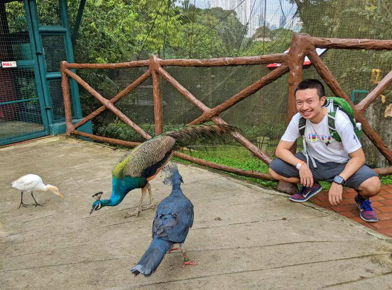 Justin Huynh, livet att göra, poserar med påfåglarna vid KL Bird Park. Det är en fantastisk plats att se fritt roaming fåglar och en topp attraktion att besöka i Kuala Lumpur