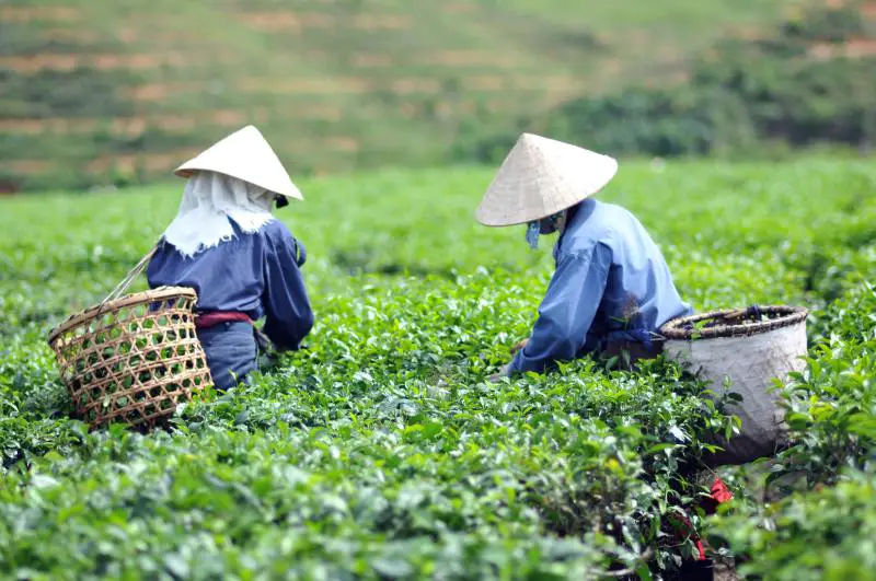 Two women picking tea leaves in the tea plantation in Vietnam. This is a must-see when you're visiting Bao Loc as an off the beaten track destination in Vietnam