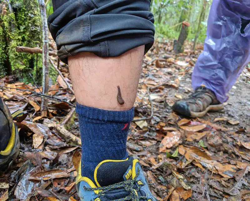 One of the hikers during our Bidoup trek shows us his calf with a land leech.