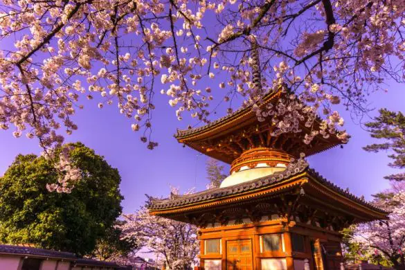 During your Kawagoe day trip, a must-see place to visit is the Kitain Temple. It's gorgeous during the spring time with the cherry blossoms.