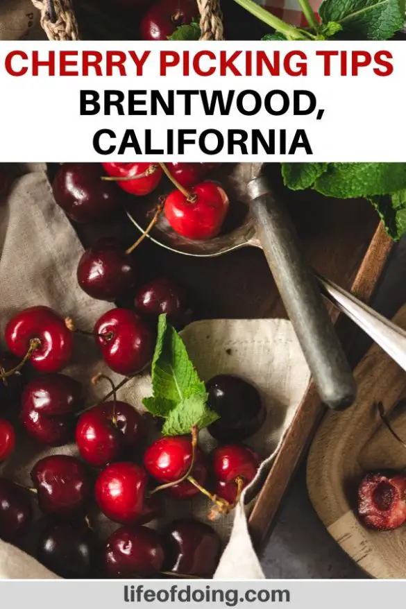 Tips for Cherry Picking Season in Brentwood, California
