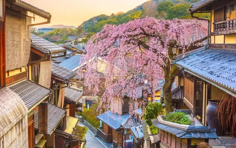 Higashiyama District is a must visit place during your 5 days in Kyoto itinerary. It's a gorgeous area to observe traditional Kyoto with the houses, shops, and restaurants. You can even see cherry blossom trees in spring.