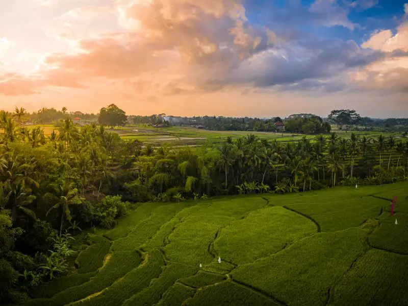 Seeing the Bali rice terraces at sunrise is one of the reasons to travel to Bali, Indonesia