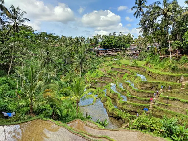 Tegalalang Rice Terraces is gorgeous to check out when you're traveling to Bali, Indonesia.