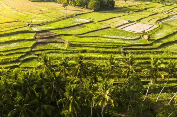 Before visiting the rice terraces at sunrise, you'll need to read our Bali travel tips and things you need to know before traveling to Bali.