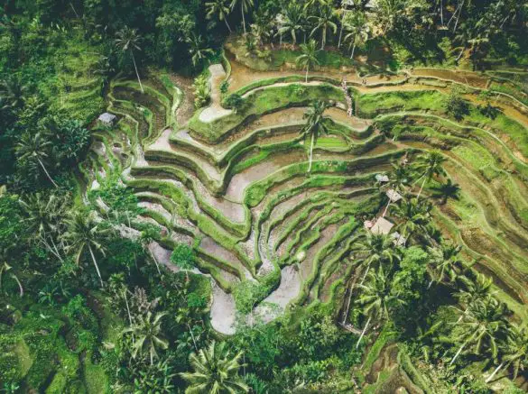 Aerial view of Tegalalang Rice Terraces in Ubud, Bali, Indonesia. It's a must visit place to add to your 3 days Ubud itinerary.