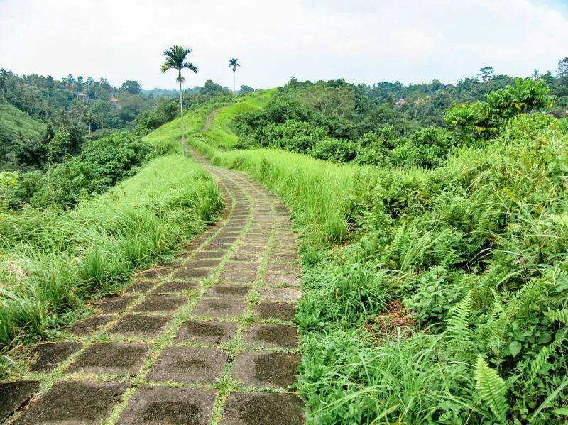 Greenery and palm trees surround the Campuhan Ridge walkway in Bali's Ubud area