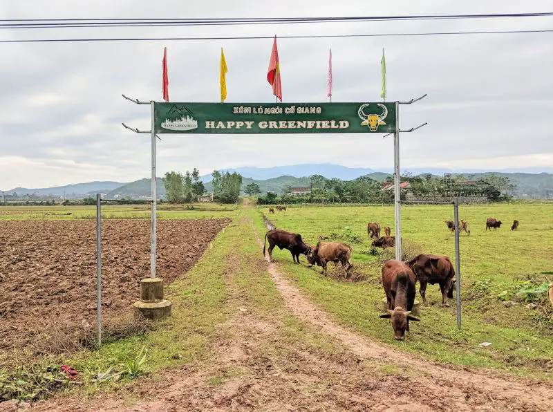 Cows grazing on the grass at Happy Greenfield in Phong Nha, Vietnam