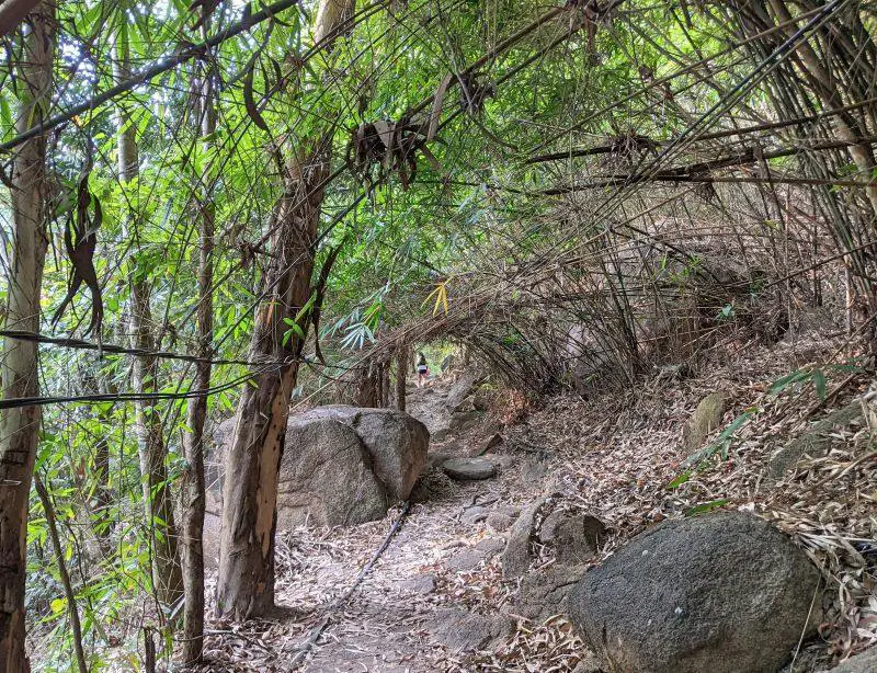 Tree branches and bamboo branches fold over each other along the Nui Dinh Mountain hike.