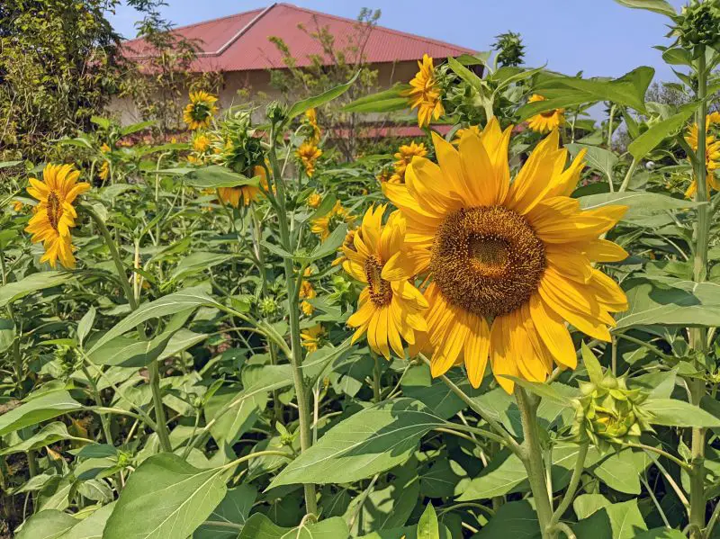 Sunflower field