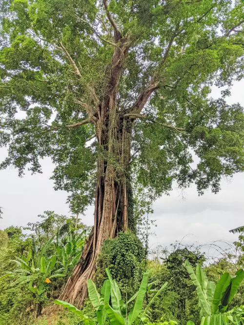A tall tree with a thick tree trunk and surrounded by banana trees and plants on Ba Ra Mountain, Vietnam