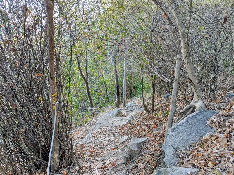 A forest area with bare trees and dried leaves on the hiking trail and a rope along the trees on Nui Lon Big Mountain in Vung Tau, Vietnam