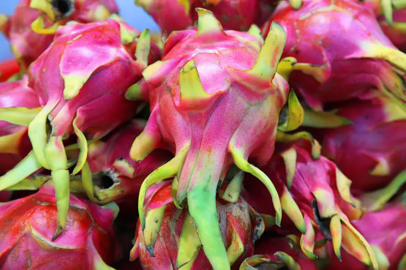 Here is a display of pink dragon fruits. It's one of the best tropical fruits in Vietnam to try.