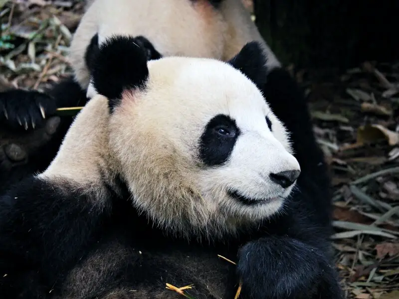 A close up photo of a black and white panda in Chengdu, China