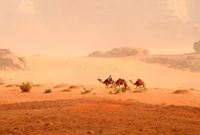 Three camels walking across the golden sands in Jordan