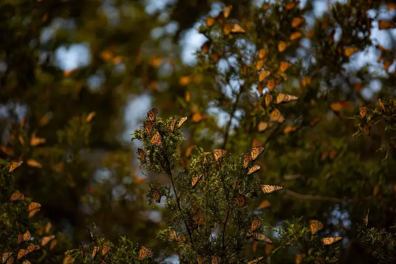 Hundreds of orange and black monarch butterflies on tree branches.