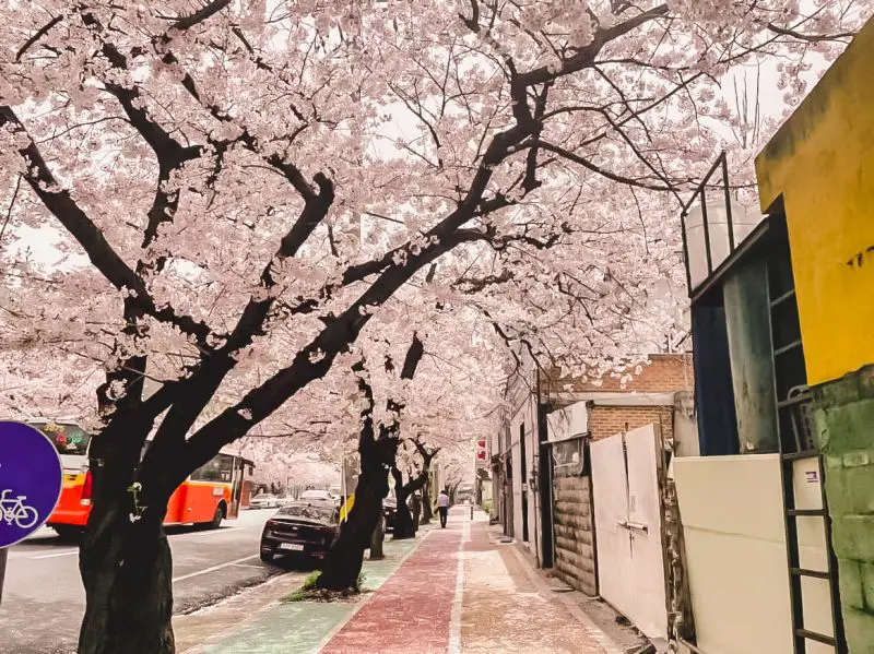 Cherry blossom trees along a sidewalk in Busan, South Korea