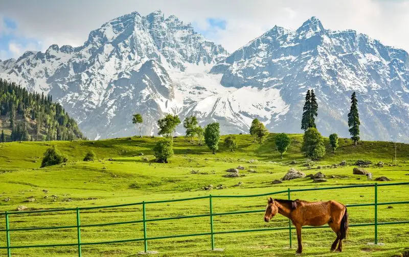 A horse leaning against a fence with the green fields and snowy mountains of Kashmir, India