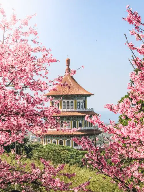 Pink cherry blossoms in full bloom in front of the Wuji Tianyuan temple in Taipei, Taiwan