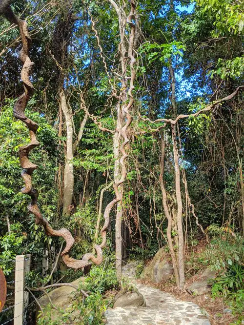 Twisted tree branches in Con Dao National Park, Con Dao Island, Vietnam