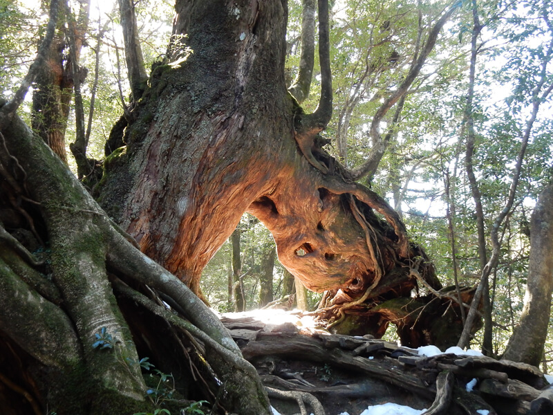 Jomon Sugi Tree has a unique tree trunk format located at Yakushima Island, Japan