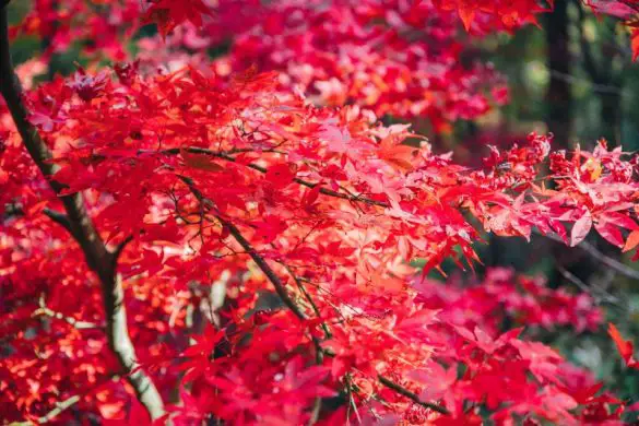 When visiting Asia during the fall season, you can see red maple leaves on trees.