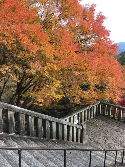 A staircase surrounded by red, orange, and yellow colored leaves