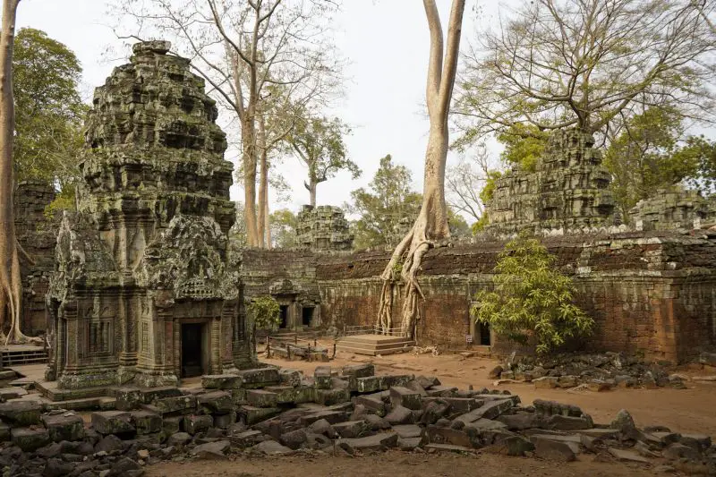 Ancient temples and tall trees with long tree roots covering the temples in Siem Reap, Cambodia