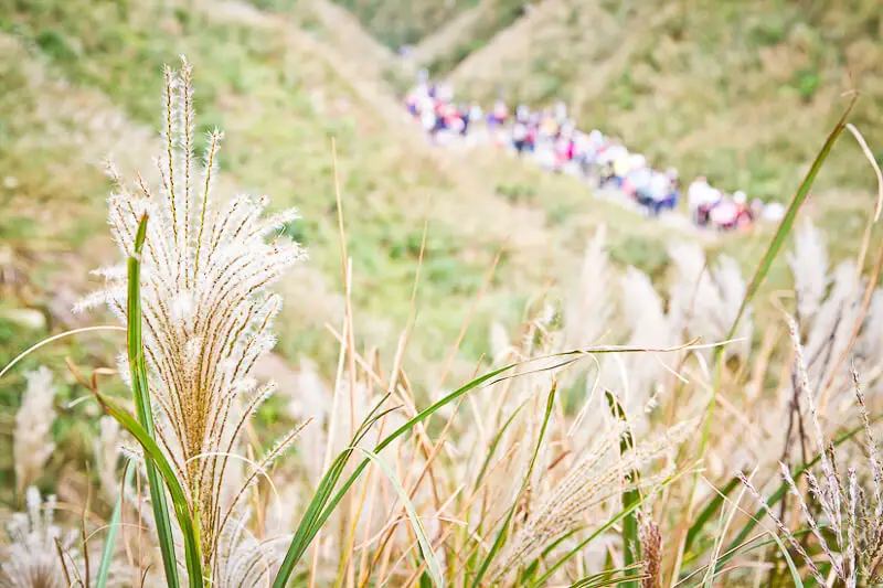 Long, wispy silvergrass plants along the Caoling Trail in Taiwan