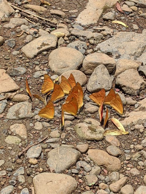 Butterflies with closed wings on the ground of Bu Gia Map National Park