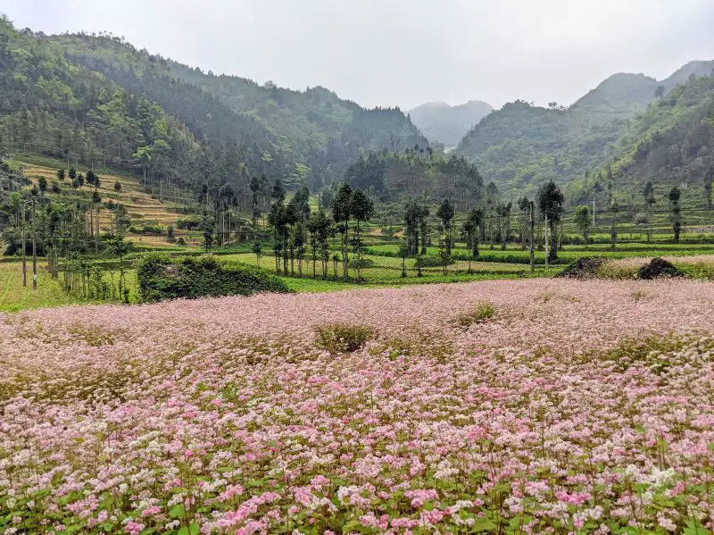 A field of pink and white buckwheat flowers surrounded by fields and mountains at Lung Cam Cultural Tourism Spot, Ha Giang, Vietnam