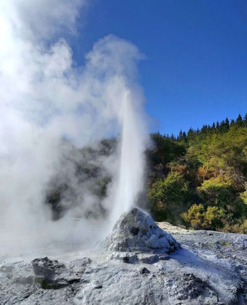 Lady Knox Geyser is an induced geyster that erupts hot water daily at 10:30am at Wai-O-Tapu Thermal Wonderland