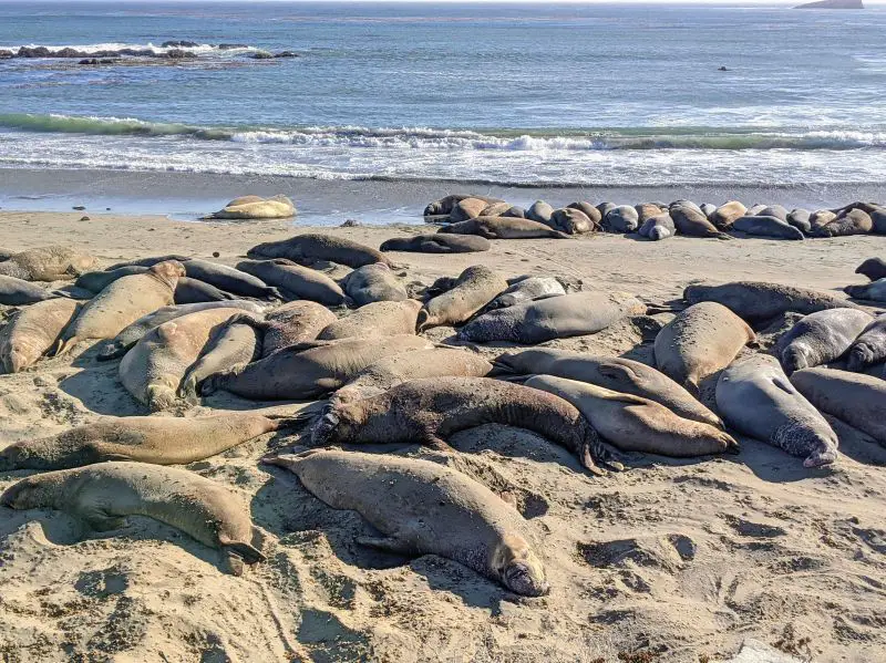 A group of elephant seals huddling next to each other at the Elephant Seal Vista Point, San Simeon, California