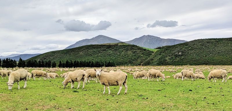 Hundred of sheep eating grass in South Island New Zealand.