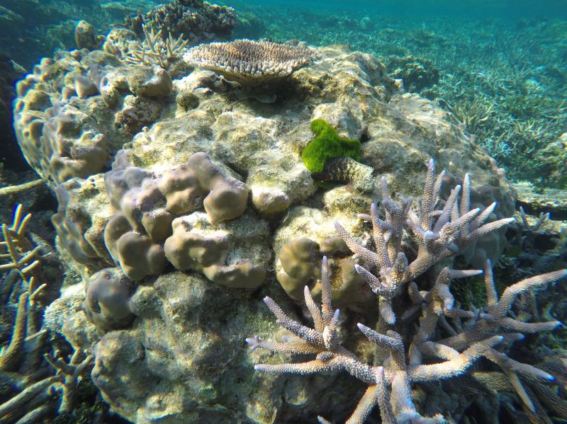 Coral reefs and blue waters when snorkeling around Karimunjawa, Indonesia