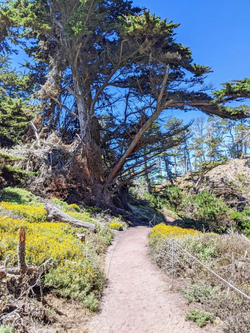 One of the dirt hiking trails of Point Lobos Nature Reserve with wildflowers and trees in California