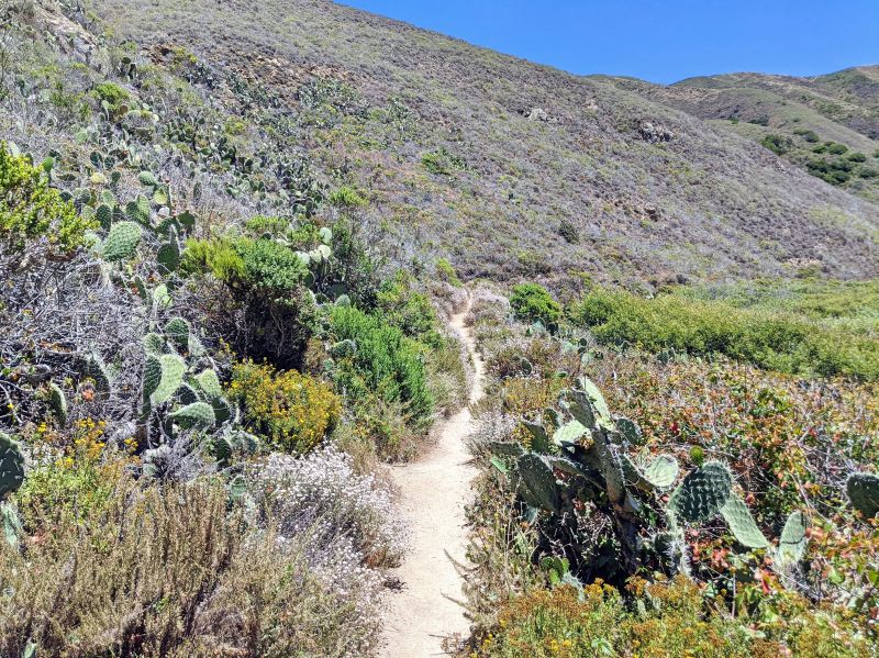 Cacti garden along the Soberanes Canyon Trail in Carmel, California