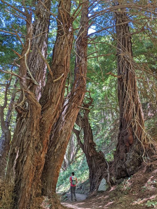 Jackie Szeto, Life Of Doing, walks under a tall redwood tree in Soberanes Canyon Trail, California