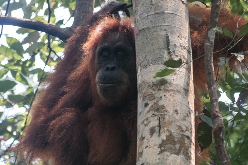 A Sumatran orangutan sits on a tree branch in Sumatra, Indonesia