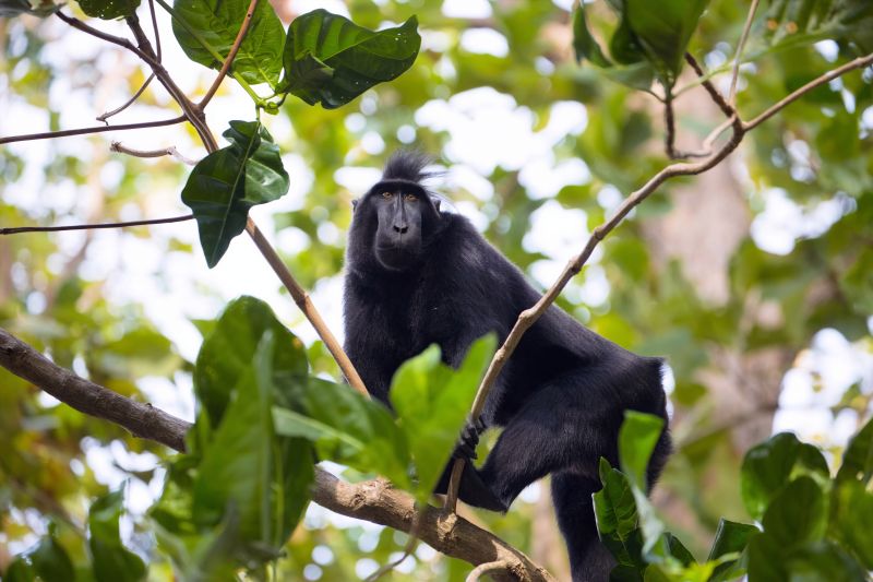 Crested black macaque in a tree at Tangkoko National Park, Sulawesi, Indonesia