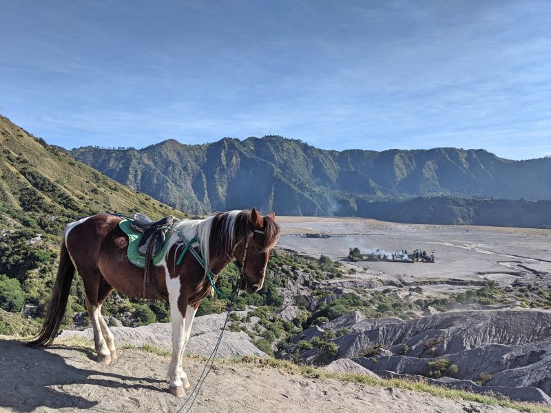 A brown and white horse stand on Bromo crater with the flat lands in the background